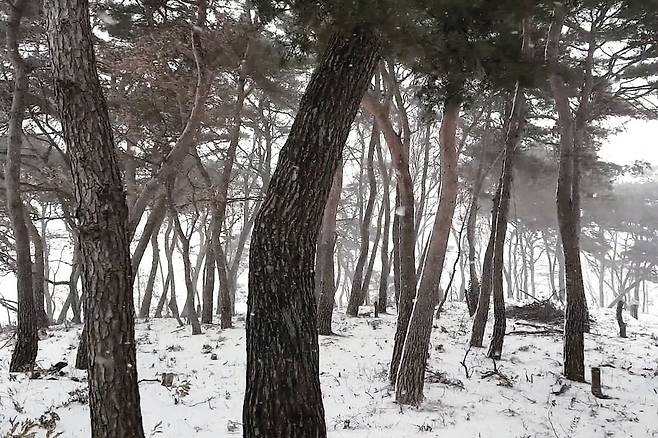 울진 금강송 숲