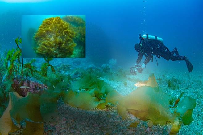 2022년 울릉도에서 만난 미역. 심수환 제공