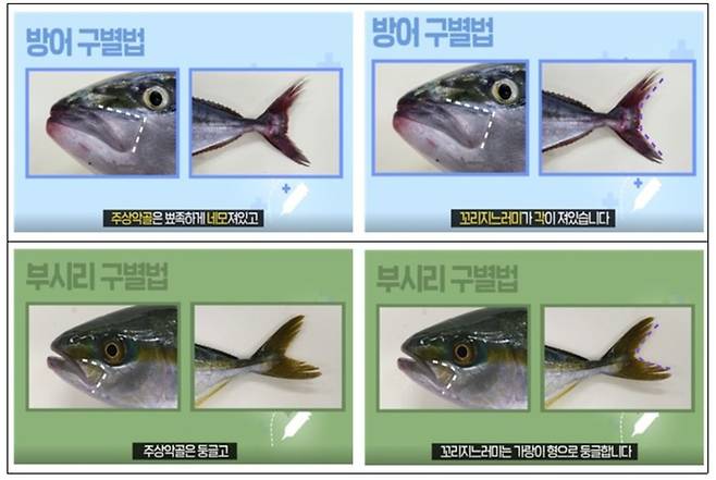 사진=식품의약품안전처