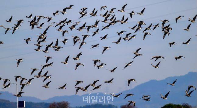 일출과 일몰 30분 전후에는 더 멋진 군무를 볼 수 있다. 기러기때가 멋지게 하늘로 비상하고 있다. ⓒ데일리안 배군득 기자