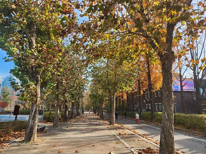 20241125_114524.jpg 늦가을 보라매공원 사진 보고 가라