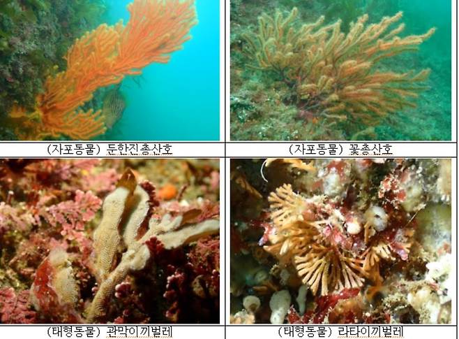 새롭게 확인된 무척추동물 [호남권생물자원관 제공·재판매 및 DB 금지]