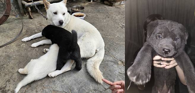 정미는 철물점에서 묶여 살던 어미개가 낳은 강아지다. (오정석 씨 제공) ⓒ 뉴스1