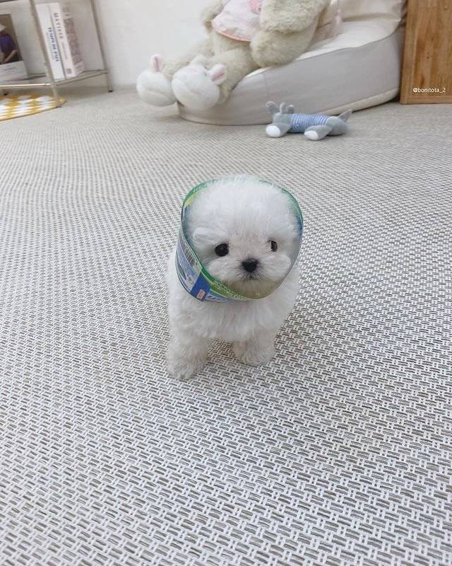 fantasy_new2-20241126-224011-002.jpg 삼다수 강아지.. jpg