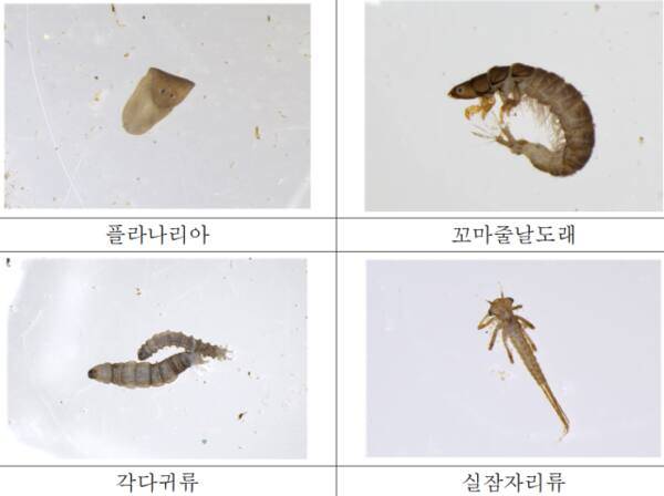 인천시 보건환경연구원이 채집한 저서동물. 인천시 제공
