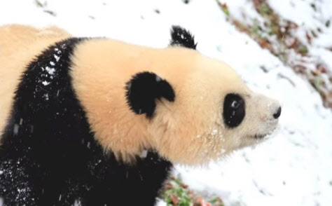 첫 눈을 본 루이바오. (사진=루이바오 SNS 팬계정)