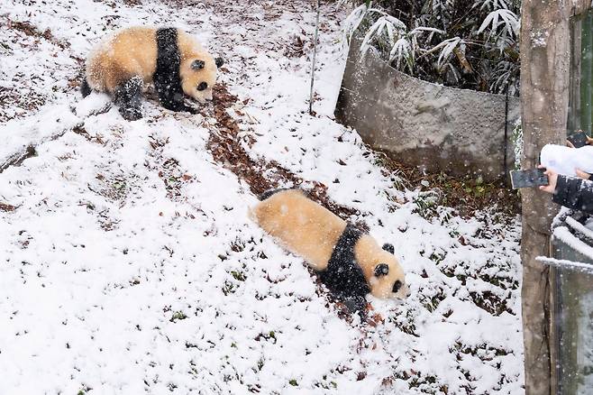 27일 경기 용인 에버랜드 판다월드 야외 방사장에서 쌍둥이 판다 루이바오와 후이바오가 태어나서 처음으로 겨울 눈 위를 뒹굴며 놀고 있다. /삼성물산 리조트부문