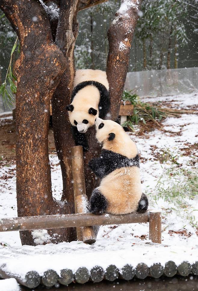27일 경기 용인 에버랜드 판다월드 야외 방사장에서 쌍둥이 판다 루이바오와 후이바오가 태어나서 처음으로 겨울 눈 위를 뒹굴며 놀고 있다. /삼성물산 리조트부문