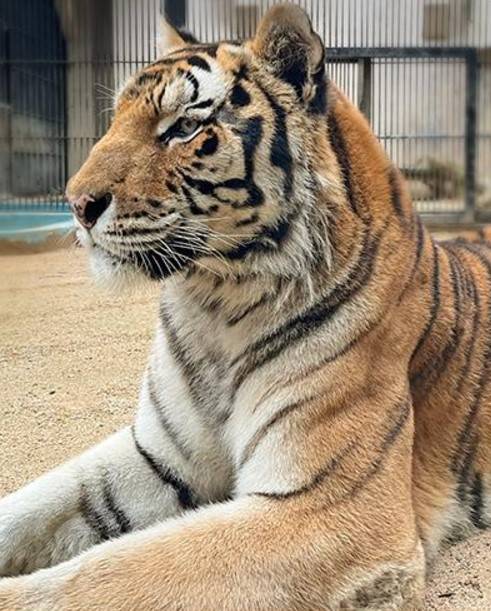 서울대공원에서 지내다가 지난 25일 폐사한 시베리아호랑이 조셉/사진=서울대공원 홈페이지