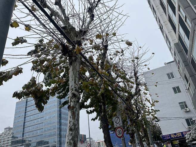 27일 서울에 11월 역대 가장 많은 눈이 쏟아지면서 잎이 다 떨어지지 않은 가로수에 눈이 쌓였다. 주소현 기자