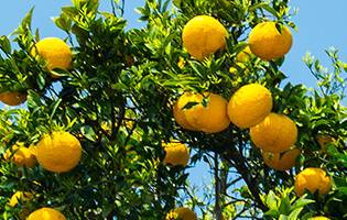 삼매조생. 서귀포 문화예술포털