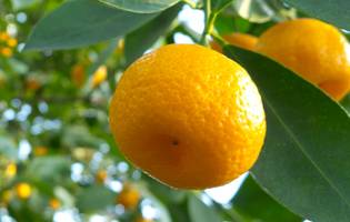 궁능온주. 서귀포 문화예술포털