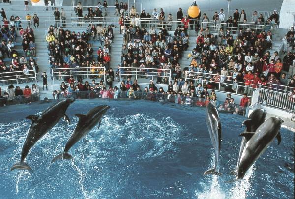 카이쿄칸 돌고래 쇼는 가족여행객들에게 인기다 / 부관훼리