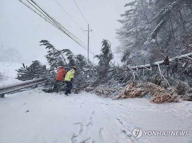 폭설에 '뚝' 쓰러진 나무 (홍천=연합뉴스) 밤사이 많은 눈이 내린 27일 오전 강원 홍천군 내촌면 물걸리 한 도로 위에 나무가 쓰러져 소방 당국이 안전조치 하고 있다. 2024.11.27 [강원특별자치도소방본부 제공. 재판매 및 DB 금지] taetae@yna.co.kr