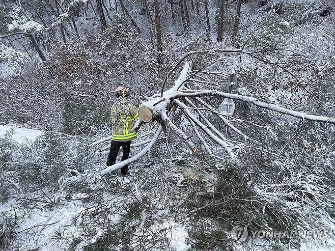 폭설에 '뚝' 부러진 나무 (홍천=연합뉴스) 밤사이 많은 눈이 내린 27일 오전 강원 홍천군 내촌면 물걸리 한 도로 위에 나무가 쓰러져 소방 당국이 안전조치 하고 있다. 2024.11.27 [강원특별자치도소방본부 제공. 재판매 및 DB 금지] taetae@yna.co.kr
