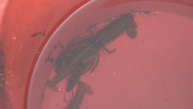 부산 시민공원 전포천에서 포획한 마블 가재