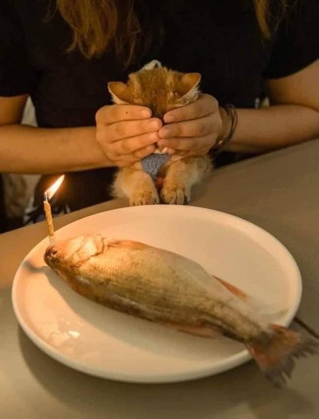 고양이가 가장 멋진 생일선물을 받기 3초 전