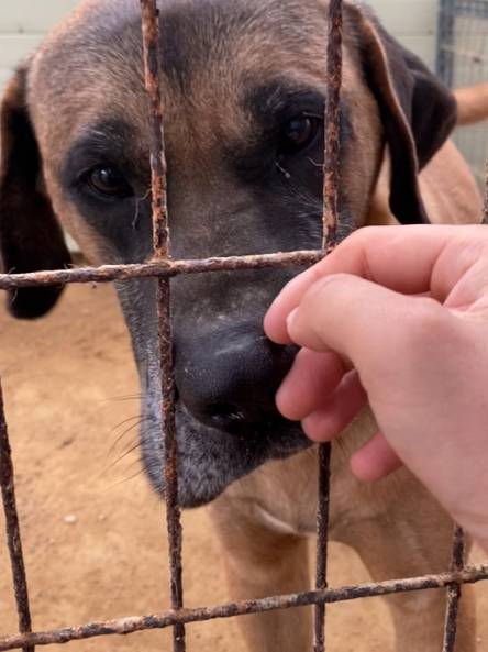 다 고기로 죽을뻔한 개들이었다. 인천 계양산에 30여년 간 개농장이 있었다. 뜬장에서 음식물 쓰레기를 먹으며 살다, 죽는 날이 돼야만 바깥으로 나왔다. 250마리나 되는 개들을 살릴 수 있었던 건, 시민들이 힘을 모은 덕분이었다. 아크 보호소가 된 뒤, 개들 표정이 달라졌다. 처음 구조 당시만 해도, 이리 스스럼 없이 다가오는 개들이 드물었었다./사진=남형도 기자