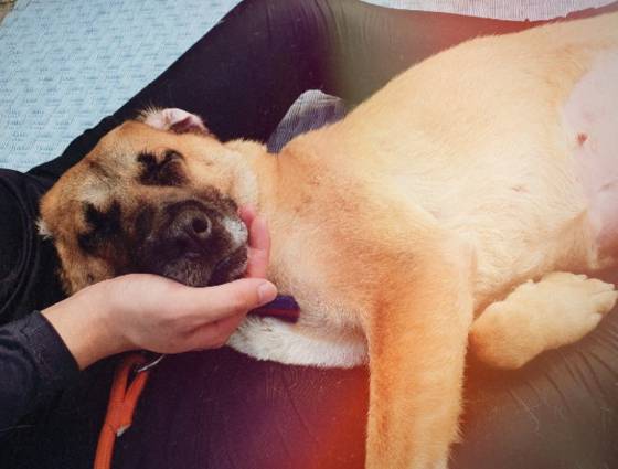 아크 보호소 봉사자의 따스한 손 위에서 곤히 낮잠을 자는 쥬디 모습. 위 사진과 같은 개란 것. 보호 받는 게 이리 좋은 거였다./사진=아크 보호소(@ark_animalrightskorea)