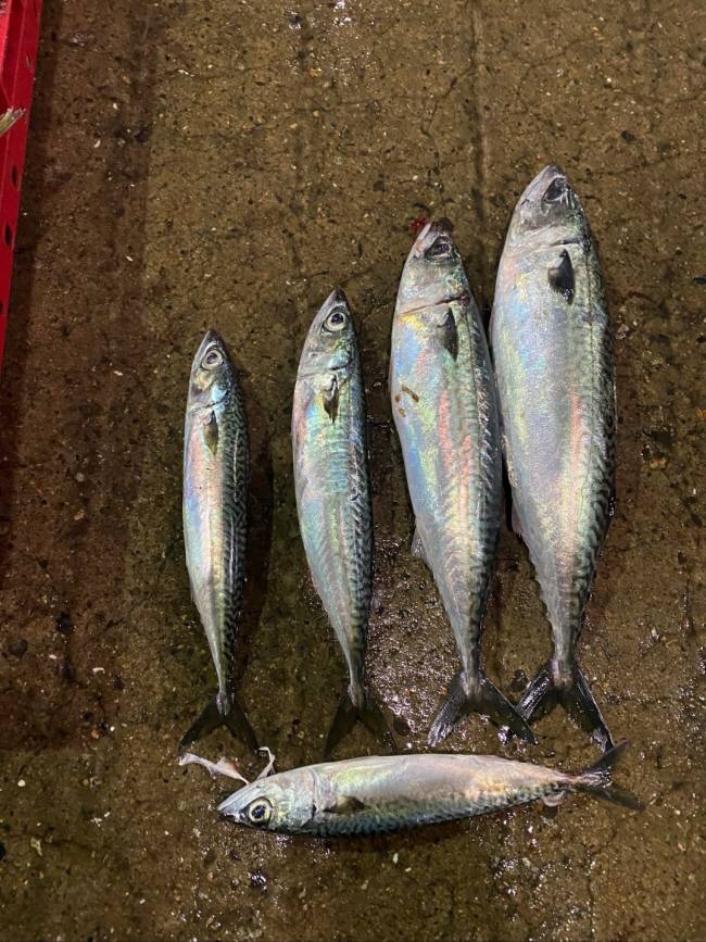 왼쪽 첫 번째 생선과 맨 아래는 무게가 200g 이하인 어린 갈고등어. 나머지는 더 길고 무거운 일반 참고등어다.  국립수산과학원 제공