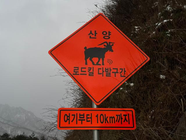 강원 지역에 설치된 산양 로드킬 주의 표지판에 산양이 아닌 염소가 그려져 있다. 국립공원을지키는시민의모임 제공