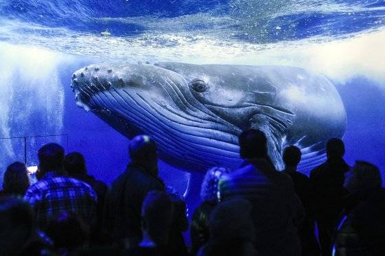 독일의 옛 제철소에서 열린 전시회에 투사된 범고래의 모습. [연합뉴스]