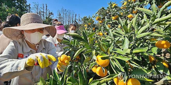 저도 감귤 잘 따요 (서귀포=연합뉴스) 김호천 기자 = 베트남 남딩성에서 온 제주 첫 공공형 계절근로자들이 1일 오후 서귀포시 남원읍 위미리 강애선(72) 씨의 과수원에서 감귤 따기 실습을 하고 있다. 2023.11.1 khc@yna.co.kr