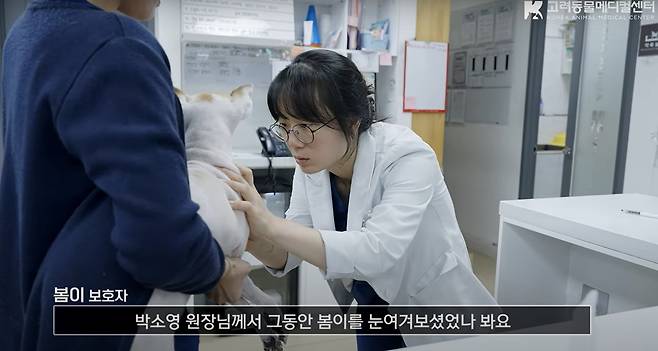 고려동물메디컬센터는 최근 난치성 질환인 단백 소실성 장병증으로 치료 중인 반려견들의 케이스를 소개하는 유튜브 영상을 공개했다. (동물병원 제공) ⓒ 뉴스1