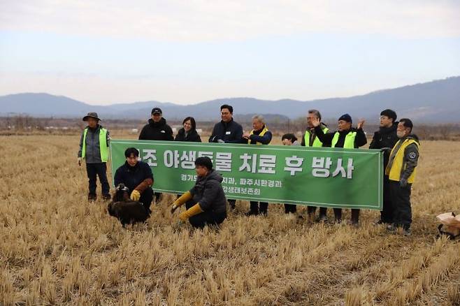 경기도 북부야생동물구조관리센터가 5월 연천군에서 탈진한 상태로 발견돼 구조된 천연기념물 ‘독수리’를 경기도의 적극적인 도움으로 지난 30일 개장한 파주 독수리식당(Vulture Restaurant) 개장 행사에 맞춰 방사하고 있다. 경기도 제공