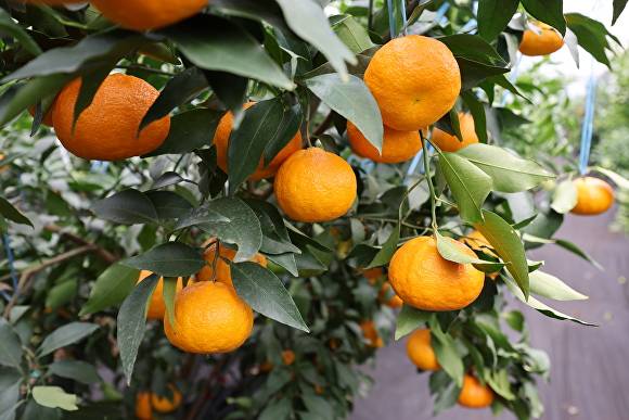 신품종 감귤 '달코미' [사진=제주농업기술원]