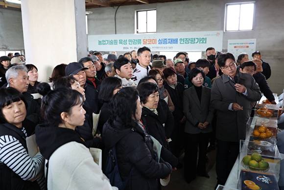 신품종 감귤 '달코미' 시식 평가회 [사진=제주농업기술원]