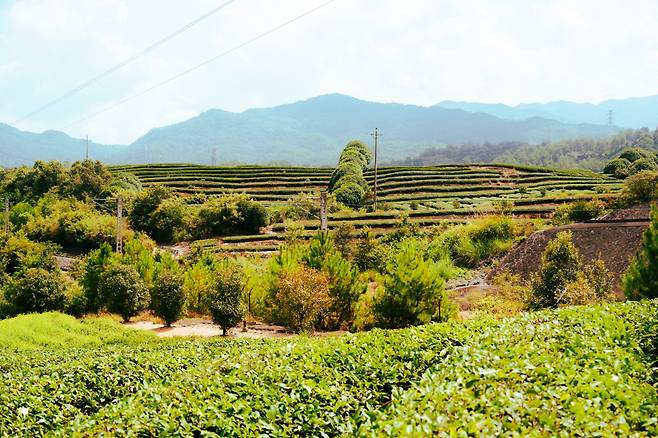 녹색 찻잎으로 가득한 차밭