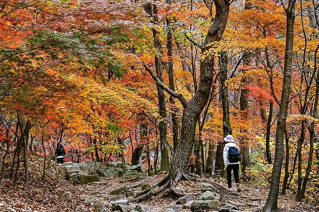 명성산 올라가는 길의 단풍 [사진/백승렬 기자]