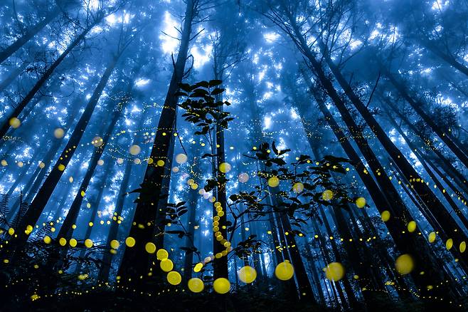 안개 속을 나는 반딧불이(Fireflies flying in the misty) /셜리 웡/2024 International Landscape Photographer of the Year