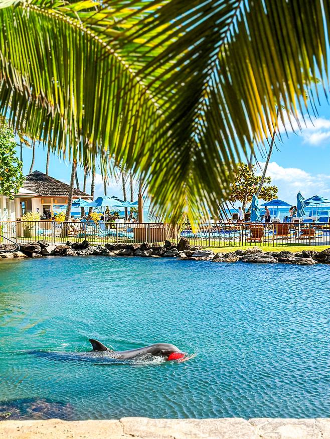 돌고래가 사는 카할라 호텔 풍경 / 사진=권효정 여행+ 기자