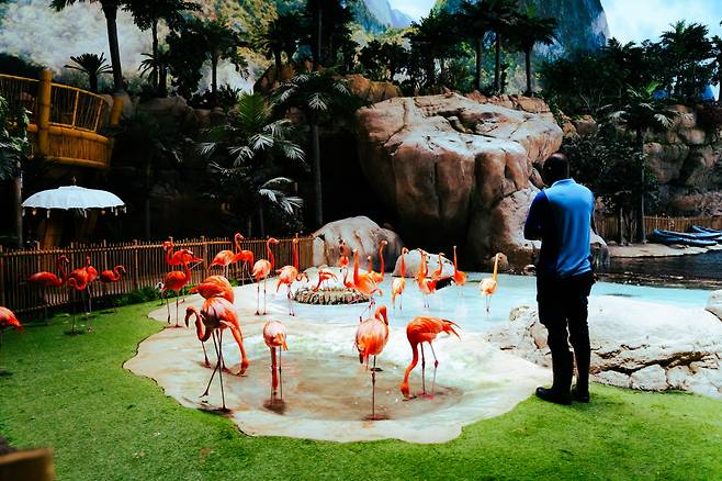 열대 우림 콘셉트의 테마관에서는 플라밍고와 돌고래 수족관 등을 만나 볼 수 있다