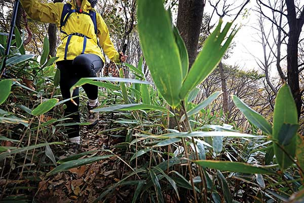 산죽 사이로 난 길. 대체로 등산로가 뚜렷하나 간혹 흐려지는데 이럴 땐 이정표와 등산리본을 참고하면 된다. 