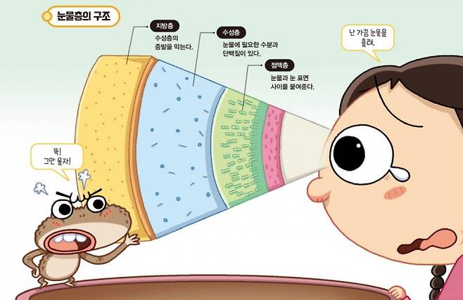 눈물층의 구조. 어린이과학동아 제공