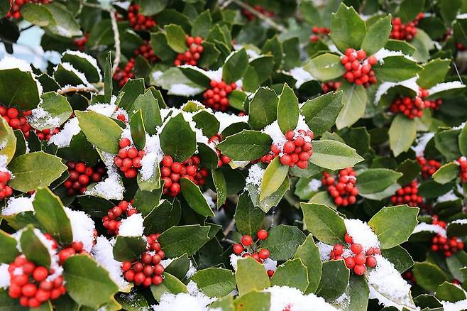 완도호랑가시나무 열매 [국립수목원 제공. 재판매 및 DB 금지]