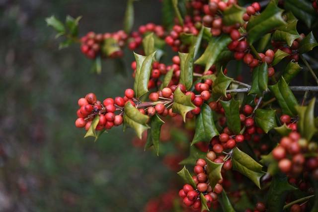 호랑가시나무. 산림청