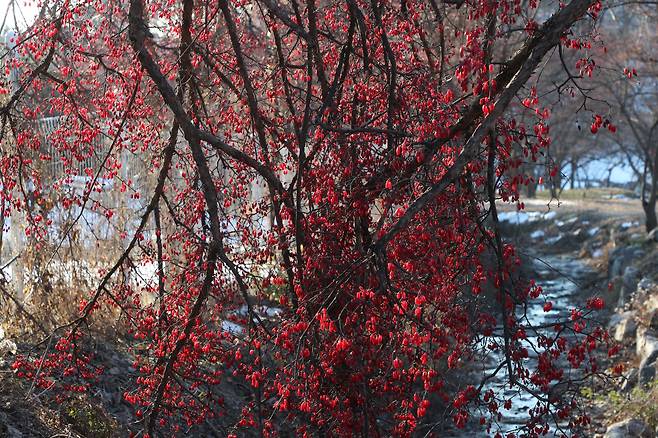 2024년 12월 8일 경기도 이천시 백사면 도립리 산수유 마을 산수유 군락지. 잎이 떨어지고 난 뒤 가지에 주렁주렁 달린 붉은 산수유 열매가 마치 홍매화가 핀 것처럼 보인다./전기병 기자