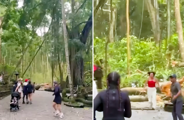 사회관계망서비스(SNS)에 올라온 사고 발생 당시 영상. 거대한 나무가 쓰러지려 하자 관광객들이 반대 방향으로 달아나고 있다. 발리 여행 관련 페이지 '발리 리빈' 인스타그램 캡처