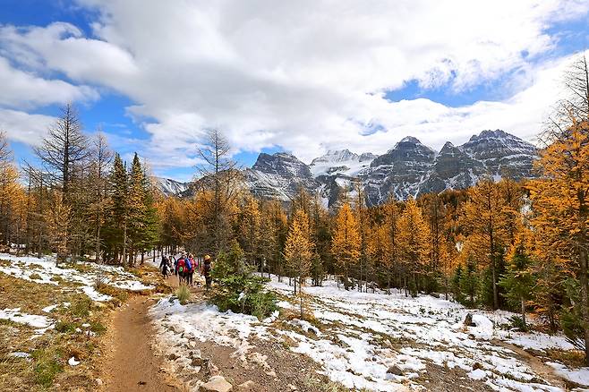 단풍 든 낙엽송 군락 [사진/조보희 기자]