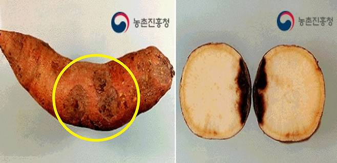 검은무늬병에 걸린 고구마/사진=농촌진흥청 농업기술포털 '농사로'