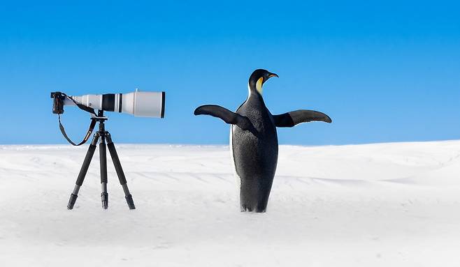 남극에서 황제 펭귄이 포토그래퍼의 카메라 앞에서 멋지게 포즈를 취하고 있는 장면 / 2024 Nature’s Best Photography