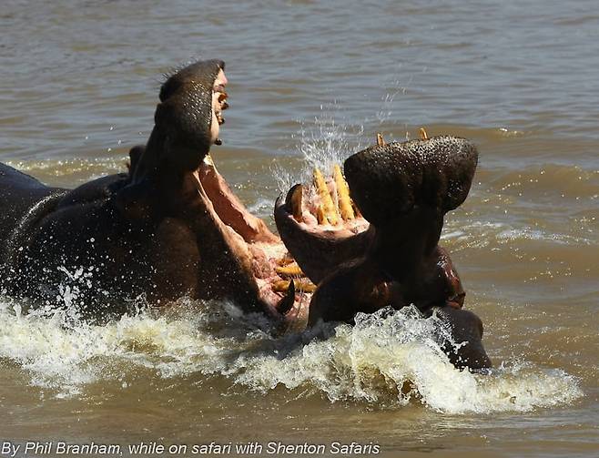 목숨걸고 세력다툼을 벌이는 하마의 수컷들./Phil Branham.Shenton Safaris