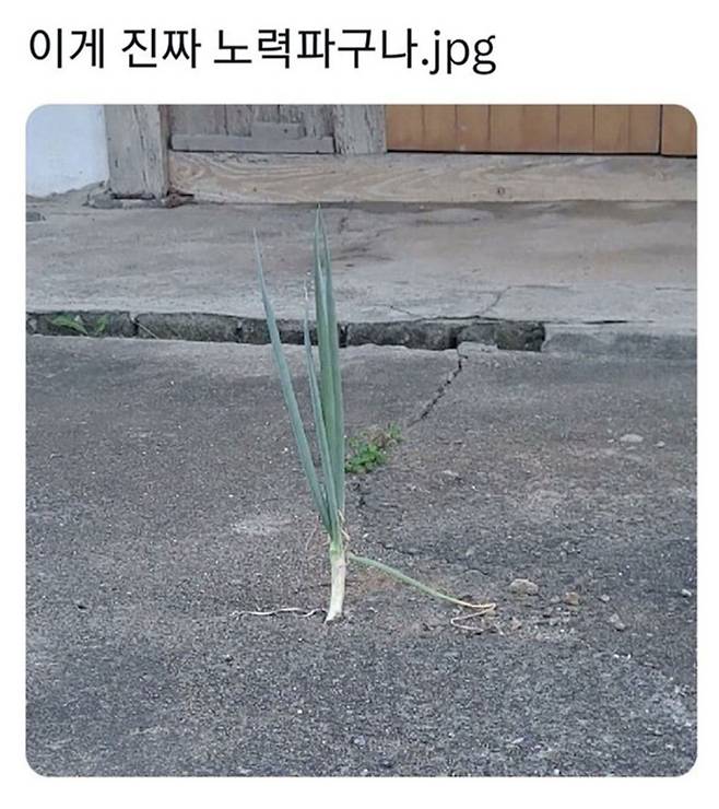 이런게 진짜 노력파지