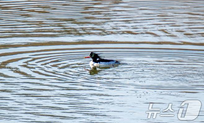 천연기념물이자 멸종위기 야생생물 1급 호사비오리가 18일 경북 고령군의 한 하천에서 발견됐다. 기러기목 오리과로 시베리아와 중국 북동부지역에 분포해 있으며 국내에서는 보기 힘들다. (생태사진작가 이내석씨 제공) 2024.12.18/뉴스1 ⓒ News1 최창호 기자