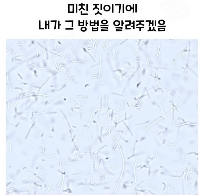 Screenshot_20241218_182905_Video Player.jpg 요구르트 유산균 수를 세는 방법.jpg