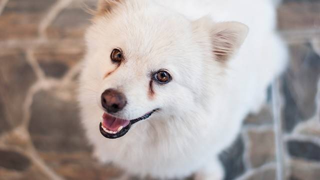 눈물로 젖은 털은 피부질환의 원인이 될 수 있다｜출처: 게티이미지뱅크